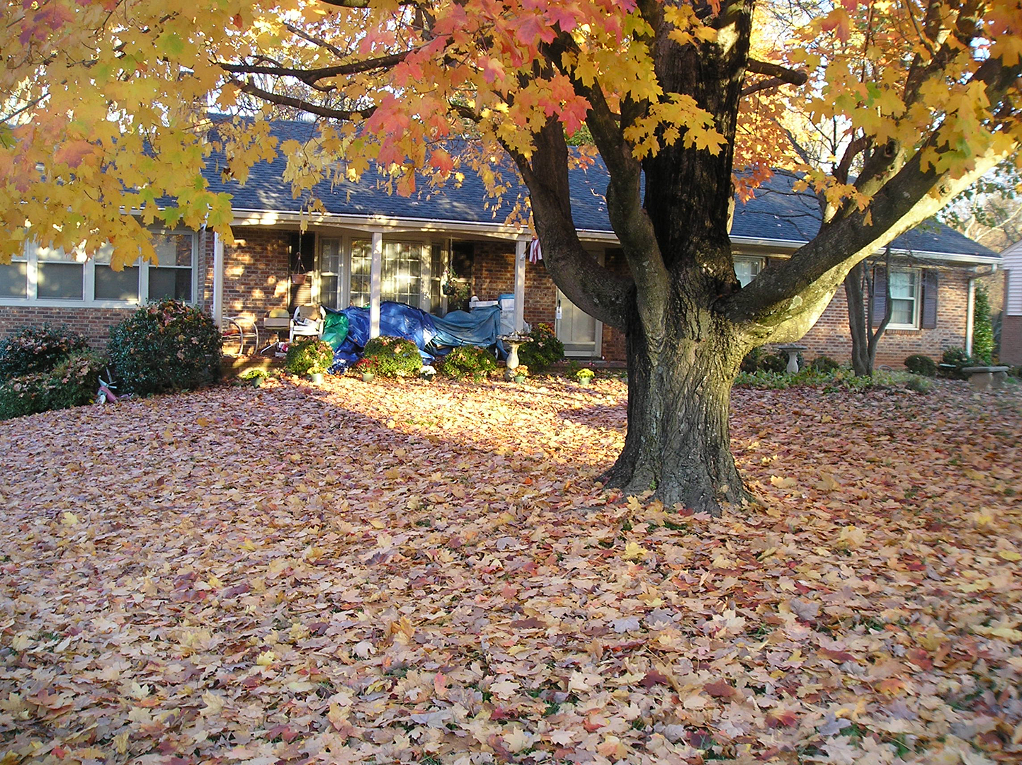 House and lawn before leaf removal by ADC Lawncare